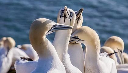 九游娱乐APP-西部赛区激战不断，夺冠悬念重重，西部赛区排名